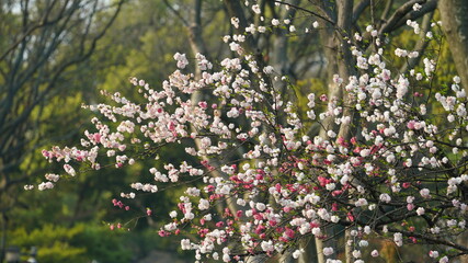 The beautiful cherry flowers blooming in the park in China in spring