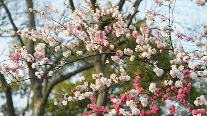 The beautiful cherry flowers blooming in the park in China in spring