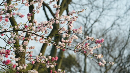 The beautiful cherry flowers blooming in the park in China in spring