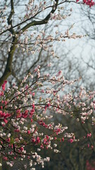 The beautiful cherry flowers blooming in the park in China in spring