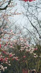 The beautiful cherry flowers blooming in the park in China in spring