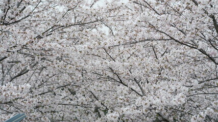 The beautiful cherry flowers blooming in the park in China in spring