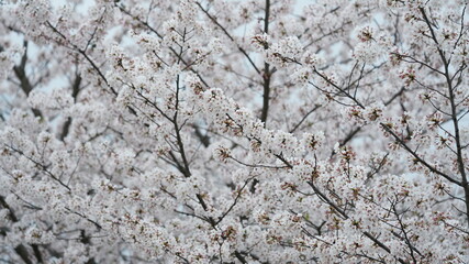 The beautiful cherry flowers blooming in the park in China in spring
