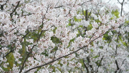 Obraz premium The beautiful cherry flowers blooming in the park in China in spring