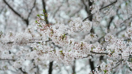 The beautiful cherry flowers blooming in the park in China in spring