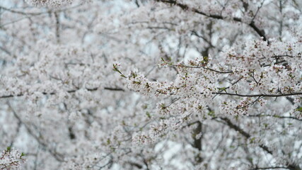 The beautiful cherry flowers blooming in the park in China in spring