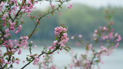 The beautiful cherry flowers blooming in the park in China in spring