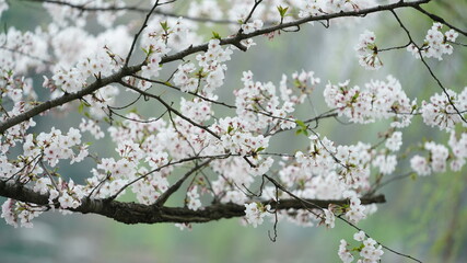 The beautiful cherry flowers blooming in the park in China in spring