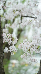 The beautiful cherry flowers blooming in the park in China in spring