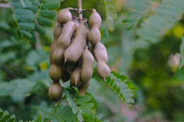 hand holding a plant