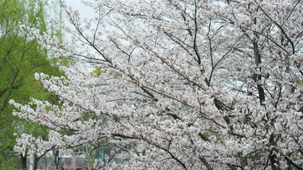 The beautiful cherry flowers blooming in the park in China in spring