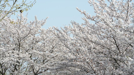 The beautiful cherry flowers blooming in the park in China in spring