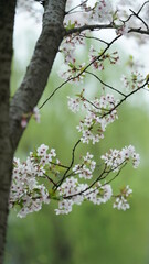 The beautiful cherry flowers blooming in the park in China in spring