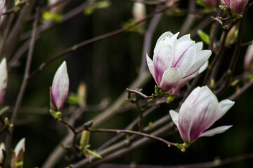 Obraz premium pink magnolia blossom