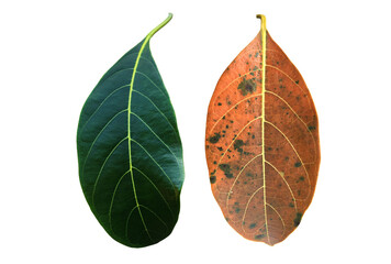 Isolated jackfruit fresh and withered, rotten leaves with clipping paths.