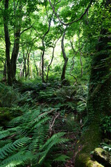 a thick spring forest with fern and mossy rocks