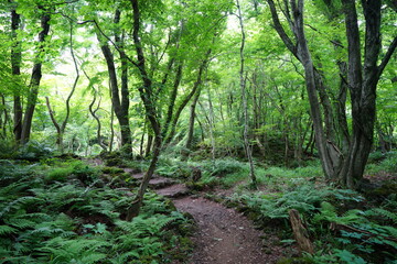 a fascinating dense forest with fern and mossy rocks
