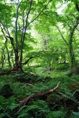 Obraz premium a thick spring forest with fern and mossy rocks