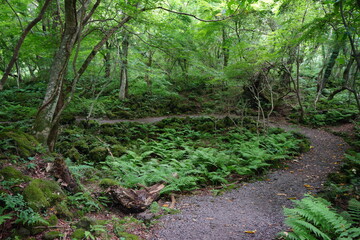 Obraz premium a fascinating dense forest with fern and mossy rocks