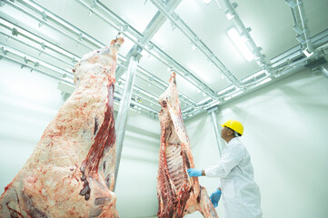 A Professional butcher in factory cold room with the carcass of Japanese wagyu beef behind Slaughterhouse food production, meat industry