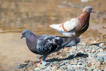 city birds