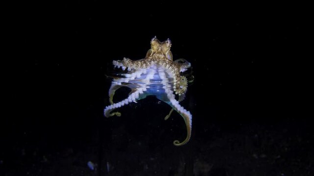 Coconut Octopus living in a glass jar. Underwater night life of Tulamben, Bali, Indonesia. 