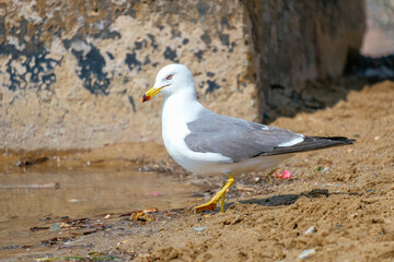 city birds