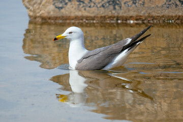seagull on the beach