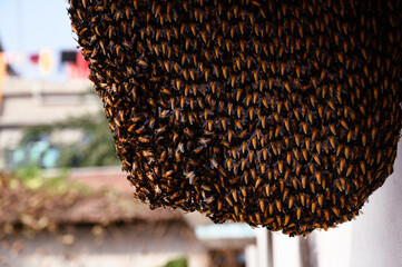 Apis dorsata, the giant honey bee, is a honey bee of South and Southeast Asia. These bees build...