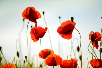 Summer Poppy Meadow