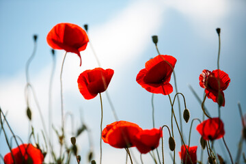 Summer Poppy Meadow