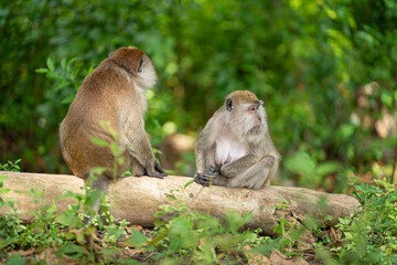 A couple of monkeys facing each other on a fallen log. Selective focus points