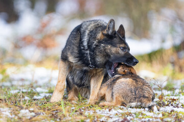 A German Shepherd dog bites a small border terrier dog during a game.