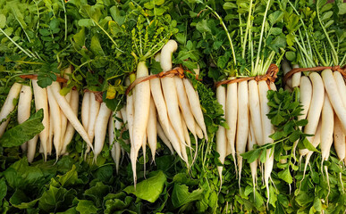 white radish  closeup, Daikon or mooli, Raphanus sativus var. longipinnatus, is a mild-flavored...