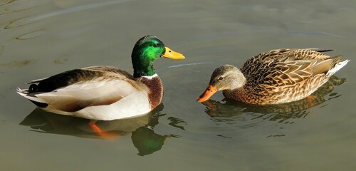  close up of mallard duck drake and mallard hen swimming in webster lake in northglenn, colorado