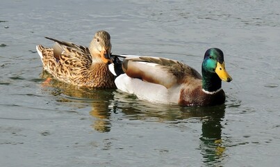  close up of mallard duck drake and mallard hen swimming in webster lake in northglenn, colorado