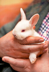 Man keeping white rabbit. Little white bunny in hands of adult man on a farm