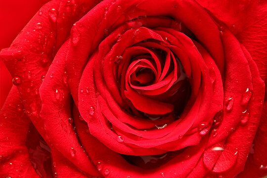 background rose large with dew drops