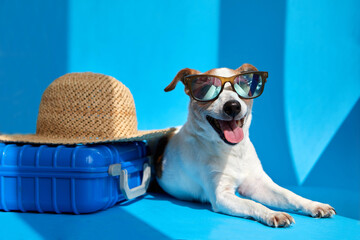 Cute dog breed Jack Russell Terrier in sunglasses lies with suitcase and straw hat isolated on blue...