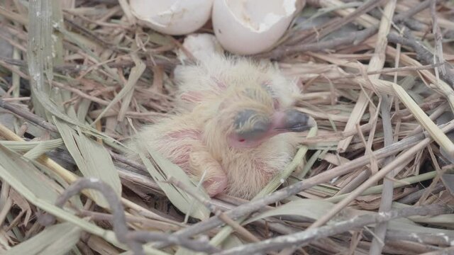Baby pigeons hatching from the eggs in the nest of dried leaves.
