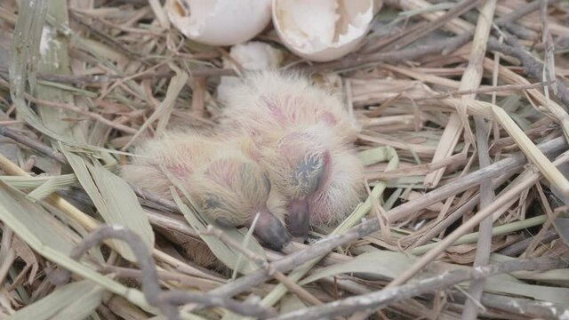 Baby pigeons hatching from the eggs in the nest of dried leaves.