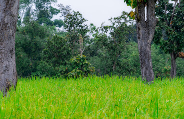 Trees in a rice field in Ubon Ratchathani, Thailand. Rice plantation. Green rice paddy field. Organic rice farm in Asia. Agricultural farm near the forest in rural. Green and fresh environment.