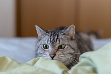 見つめる猫　サバトラ猫