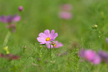 コスモス