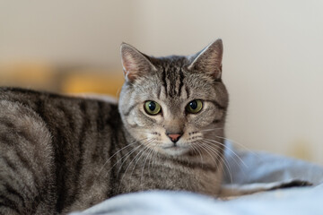 Fototapeta premium 見つめる猫 サバトラ猫