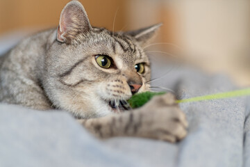 噛みつく猫　サバトラ猫