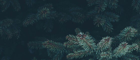 Beautiful Christmas banner Background with green pine tree brunch close up. Copy space, trendy moody dark toned design. Vintage December wallpaper. Natural winter holiday forest backdrop