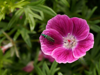 Fototapeta premium Oedemera nobilis Scopoli - Œdémère noble au corps à élytres couleur métallique à reflets bleuté et cuivré et longues antennes filiformes