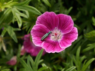 Naklejka premium Oedemera nobilis - Œdémère noble, coléoptère de couleur bleu-vert métallique, longues antennes filiformes