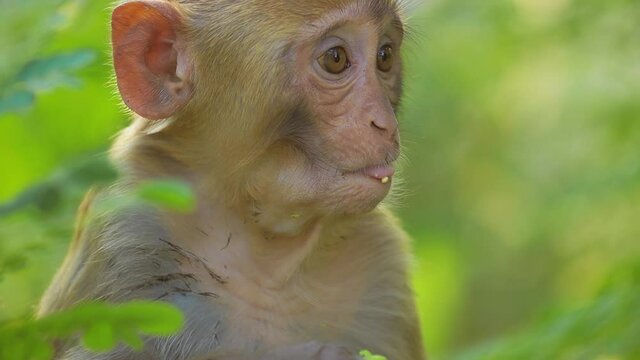 Rhesus macaque (Macaca mulatta) in slow motion is one of the best-known species of Old World monkeys. Ranthambore National Park Sawai Madhopur Rajasthan India